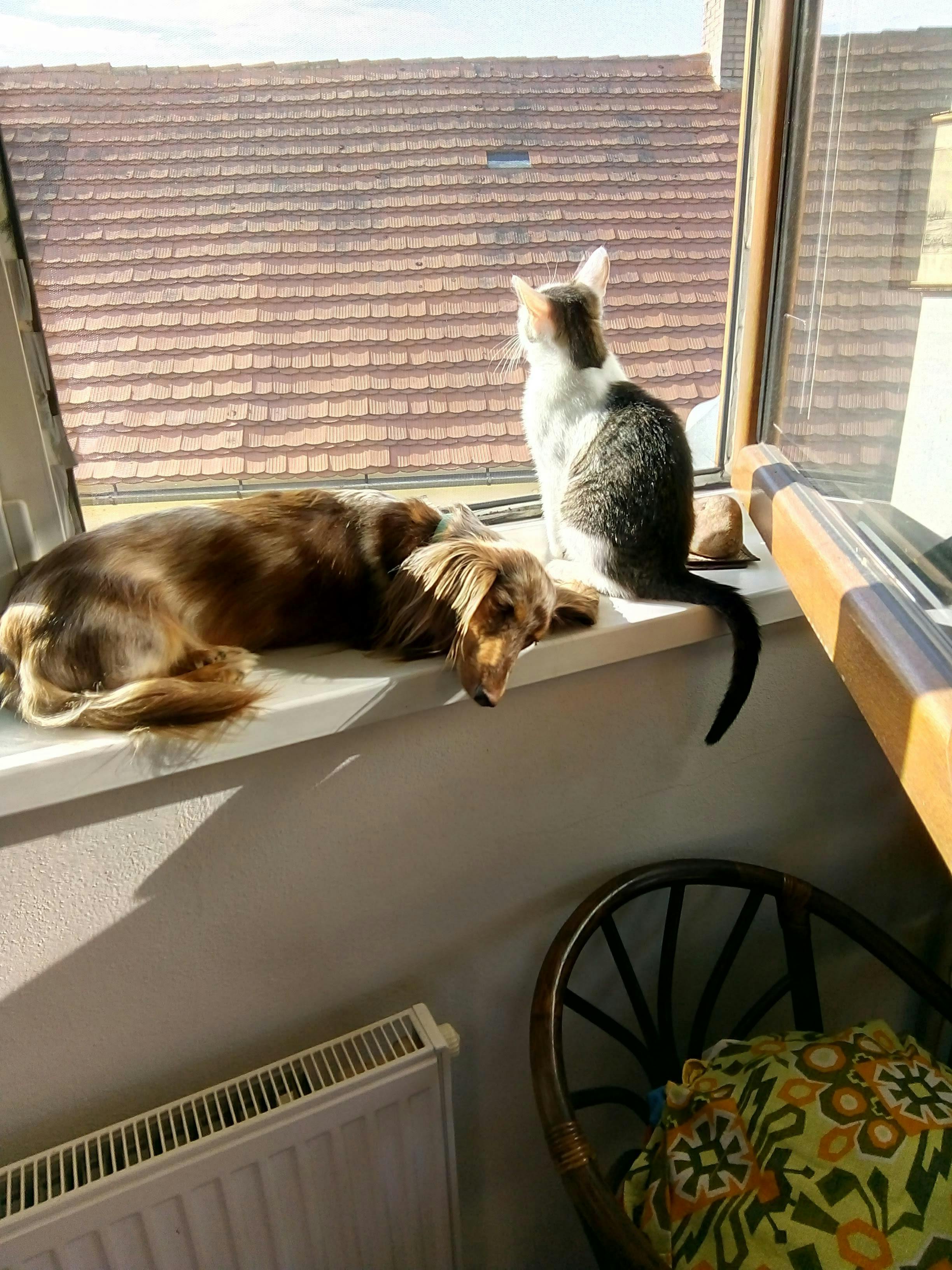 PET1